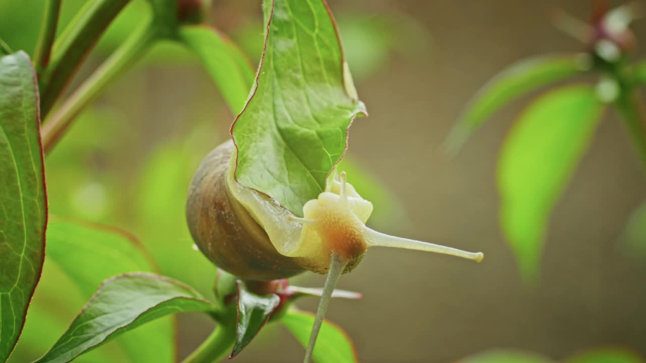 野生自然。一只蜗牛在花上爬行视频素材