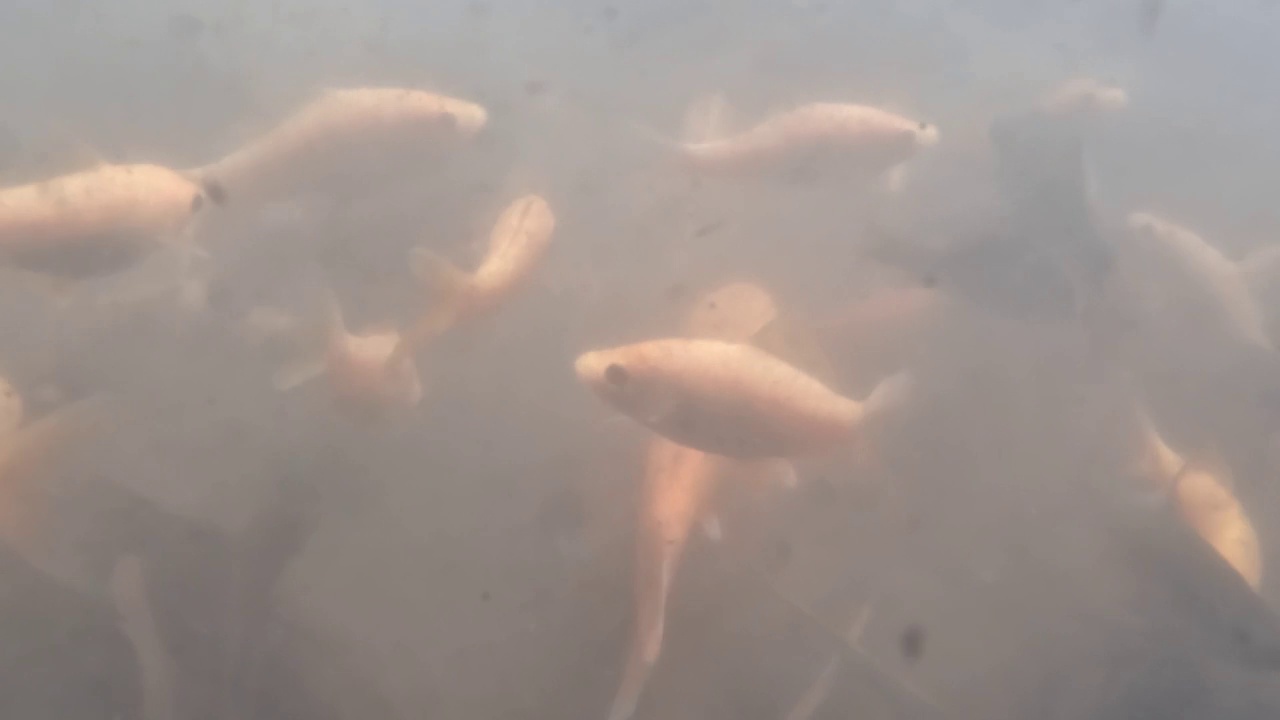 池塘里浑浊的水里养着nilem鱼或Osteochilus vittatus视频素材