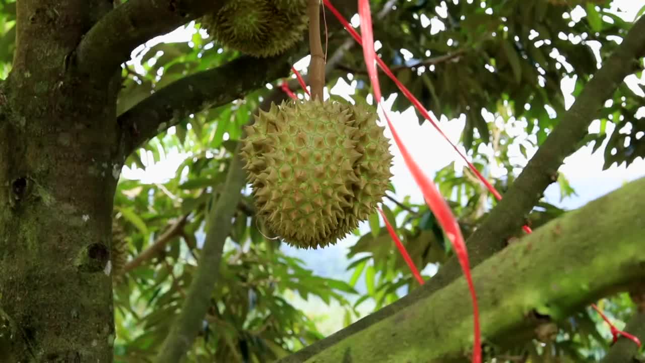 许多水果榴莲视频素材