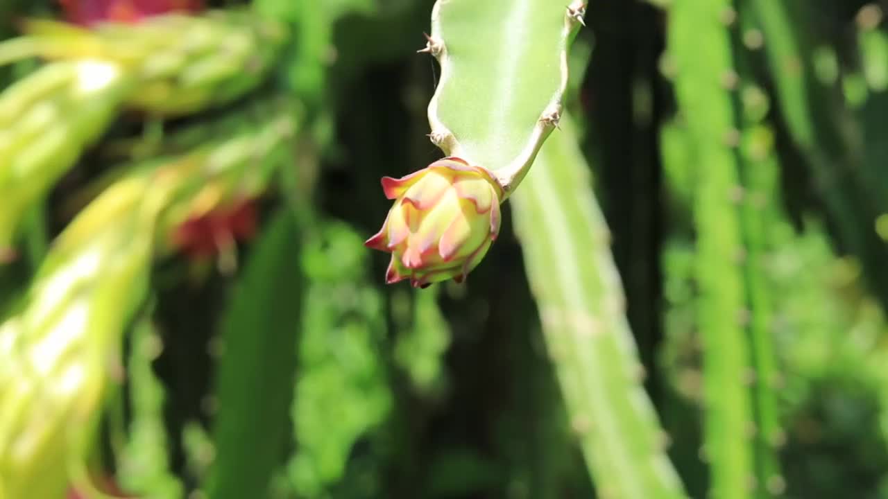 火龙果的花视频素材