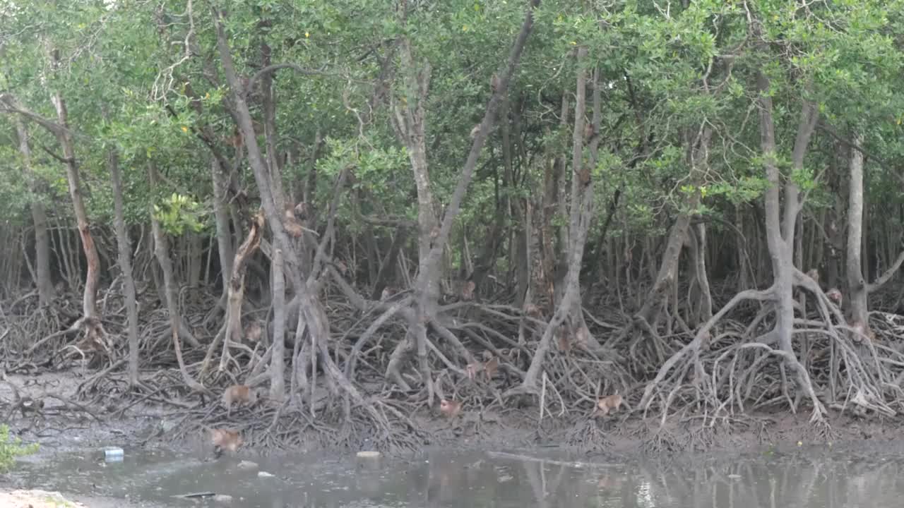 一群猴子在泰国普吉岛玩耍视频下载