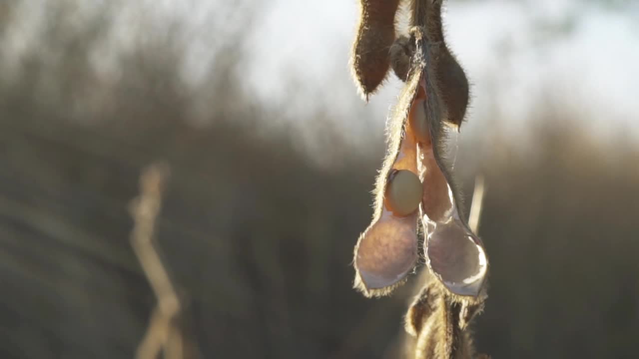 在耕地上检查大豆植株的男性农民农学家视频素材