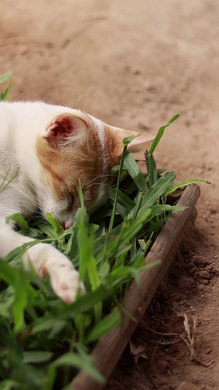 一只猫睡觉和被另一只猫惊醒的垂直视频视频素材