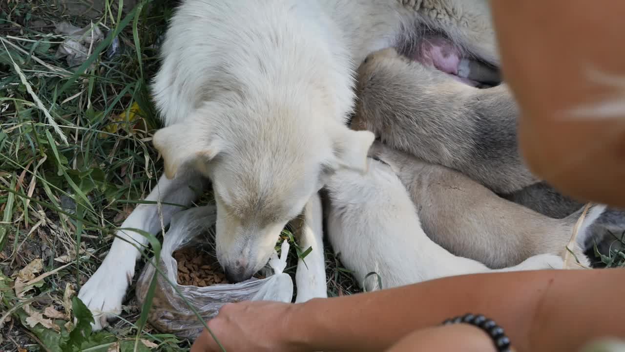 一位妇女正在给一家的流浪狗喂食干粮。一只正在分泌乳汁的母狗躺在地上喂小狗，吃着志愿者带来的袋子里的食物，一位妇女用手掌抚摸着小狗。视频素材