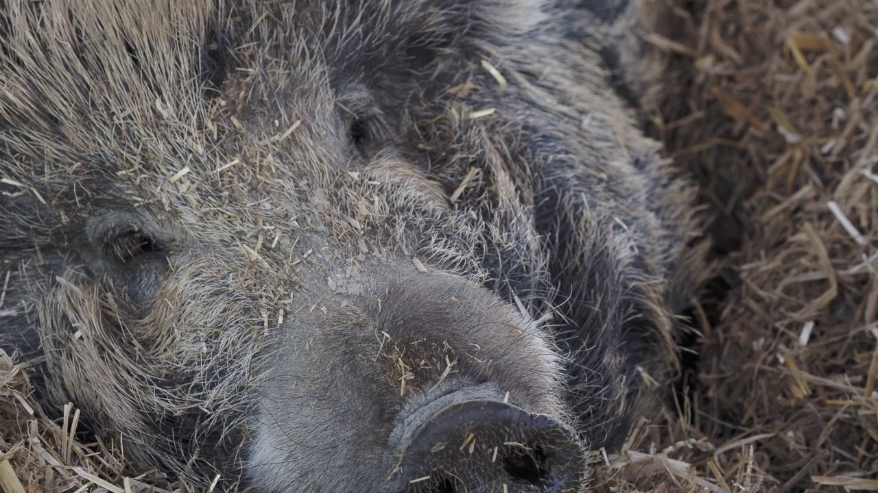 野猪(Sus scrofa)躺在稻草上视频素材