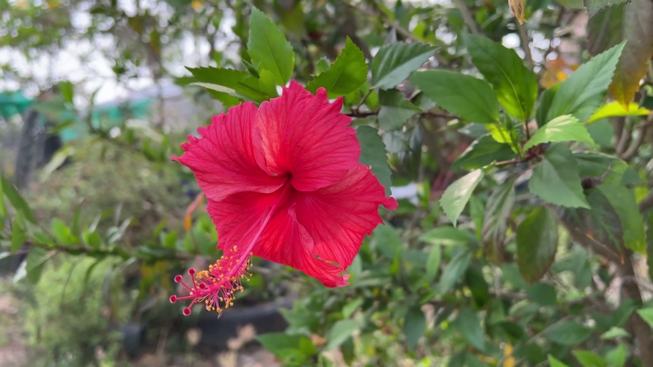 自然园林中的芙蓉花视频素材