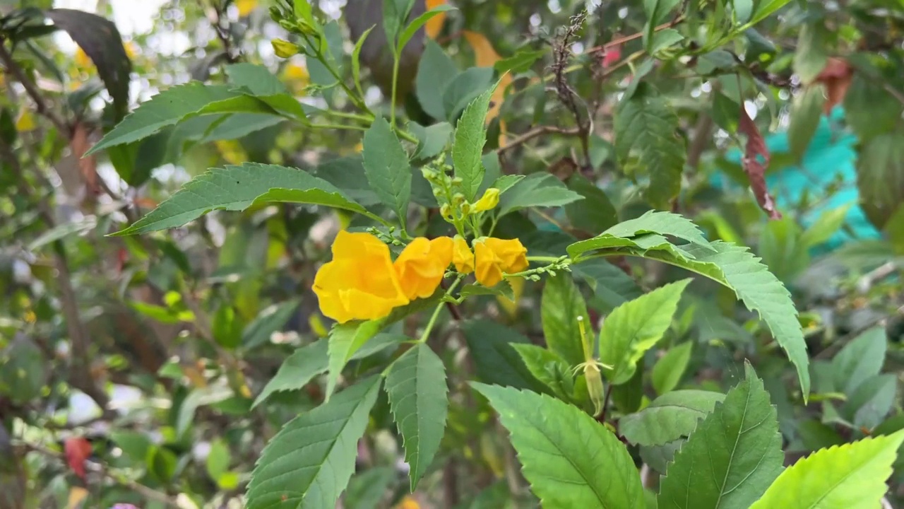 泰康花在自然花园视频素材