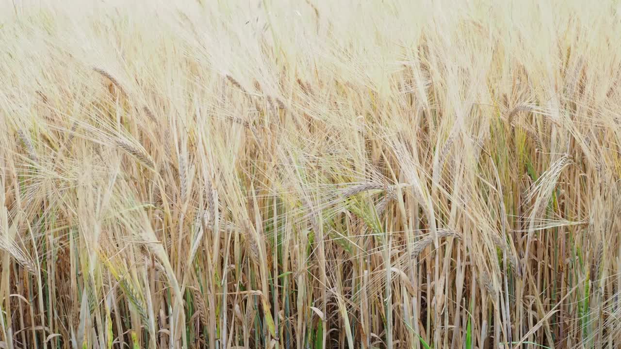 夏天的黑麦地。收获时期。谷类植物。视频素材