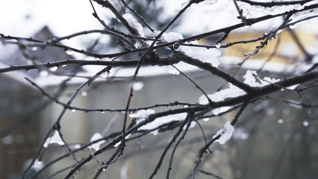 在离焦的背景下，树枝上的雪融化了。视频素材