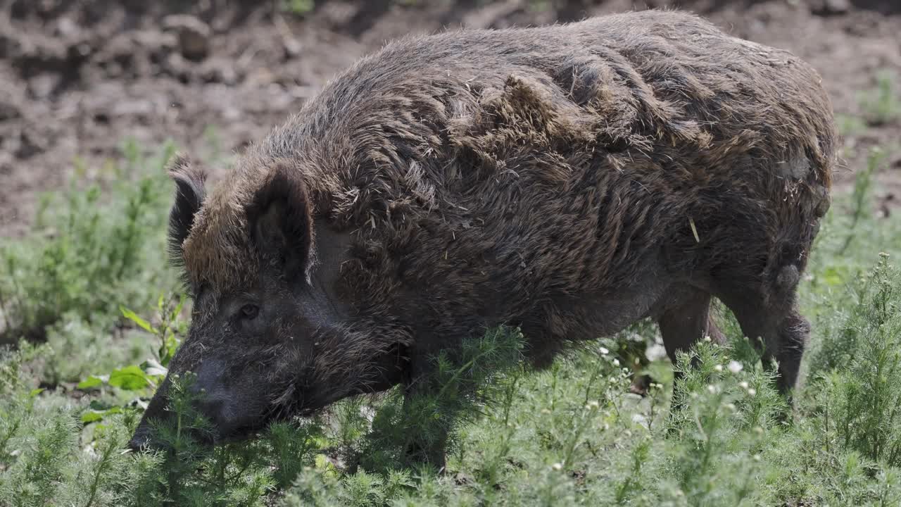 草中野猪(Sus scrofa)视频素材