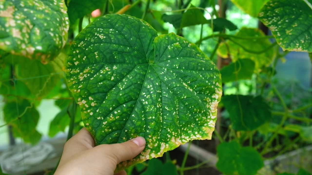 黄瓜的疾病。由有害昆虫、植物真菌、蓟马和疾病引起的病害或害虫引起的斑点、黄色和患病的黄瓜叶片。女性手显示感染的叶子视频素材