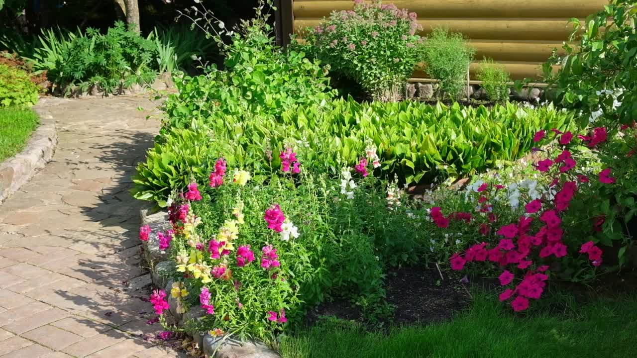 绿化家居花园。夏季花坛景观设计。住宅的植物和花卉。风景优美，风景优美。后院绿油油的草坪和灌木丛。视频素材