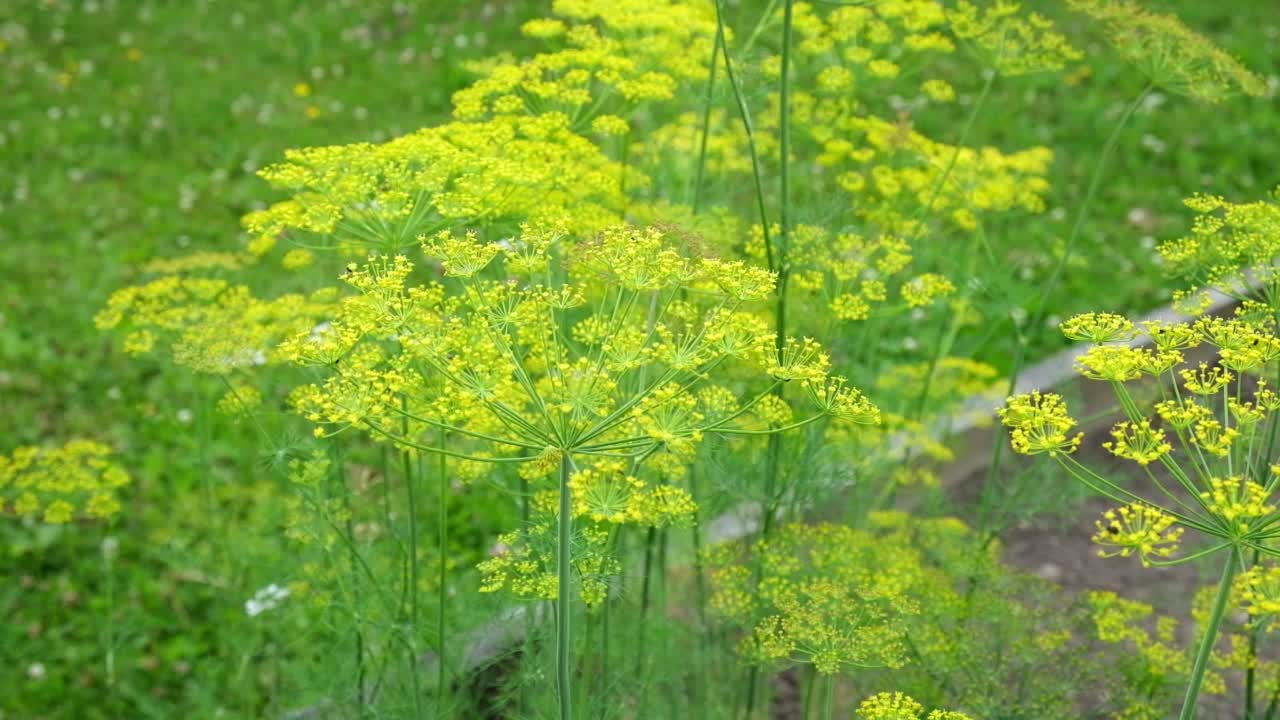 在绿草背景上的小茴香花序。黄色芳香的莳萝花。生动地描绘了夏季、花园和温暖季节的主题。花园里长着一把莳萝伞。视频素材