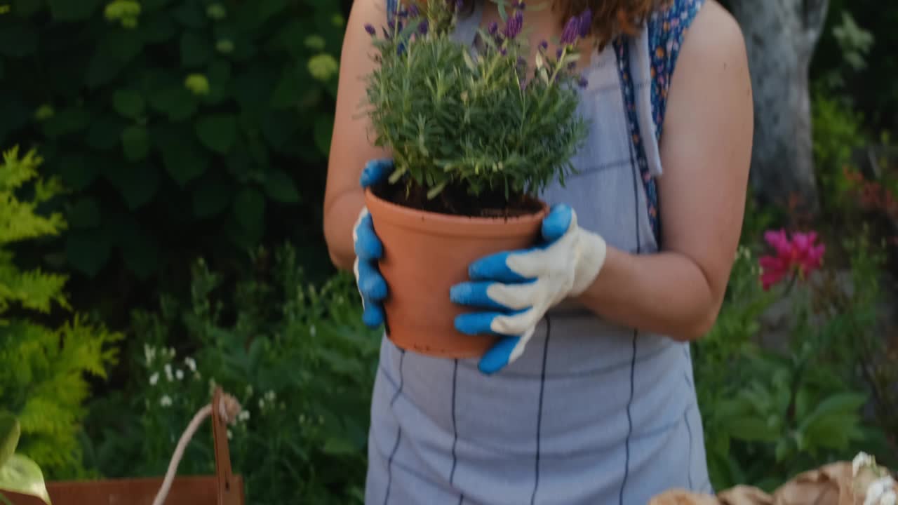 年轻女子在户外花盆里嗅着盛开的薰衣草。视频素材