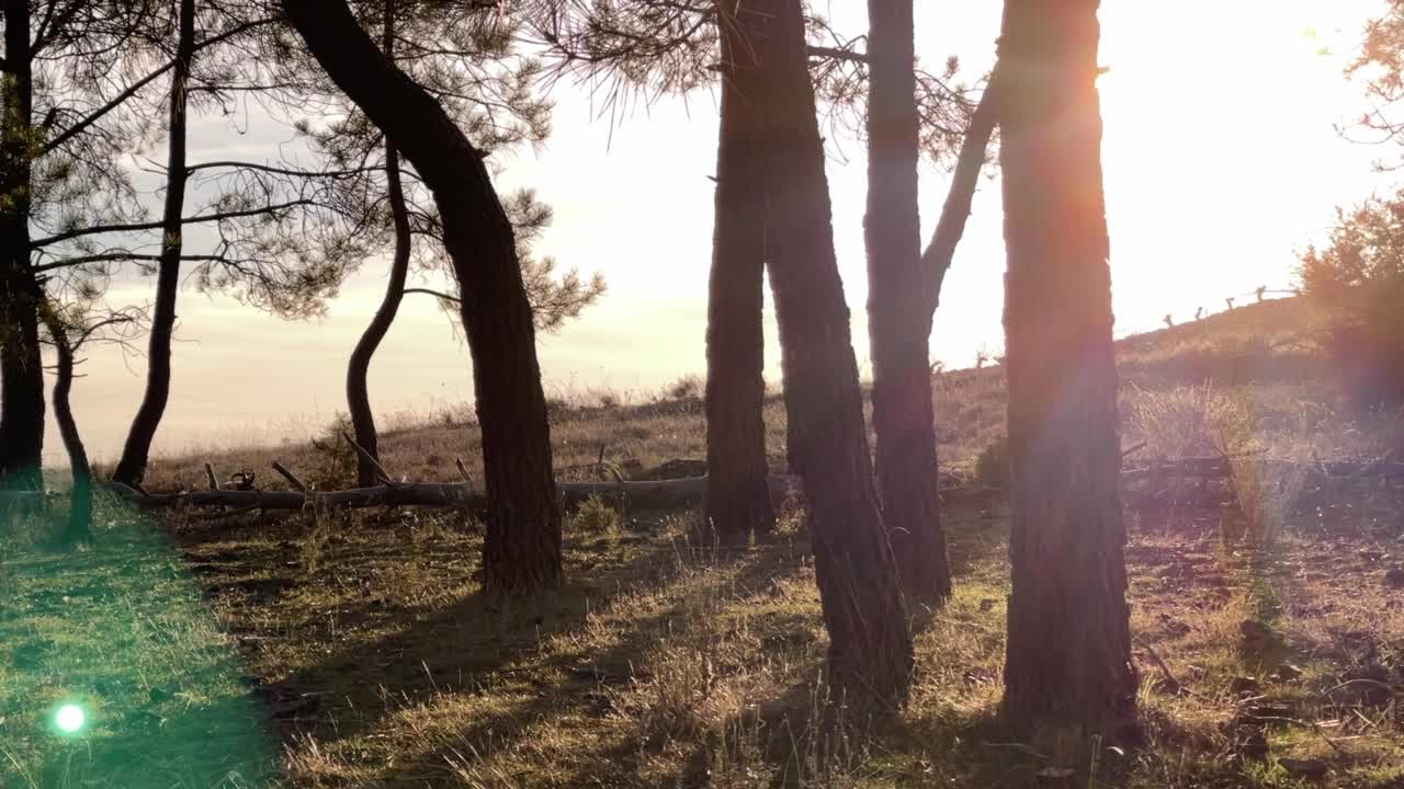 西班牙地中海森林里日落时分的树木工人，可能在任何地方视频下载