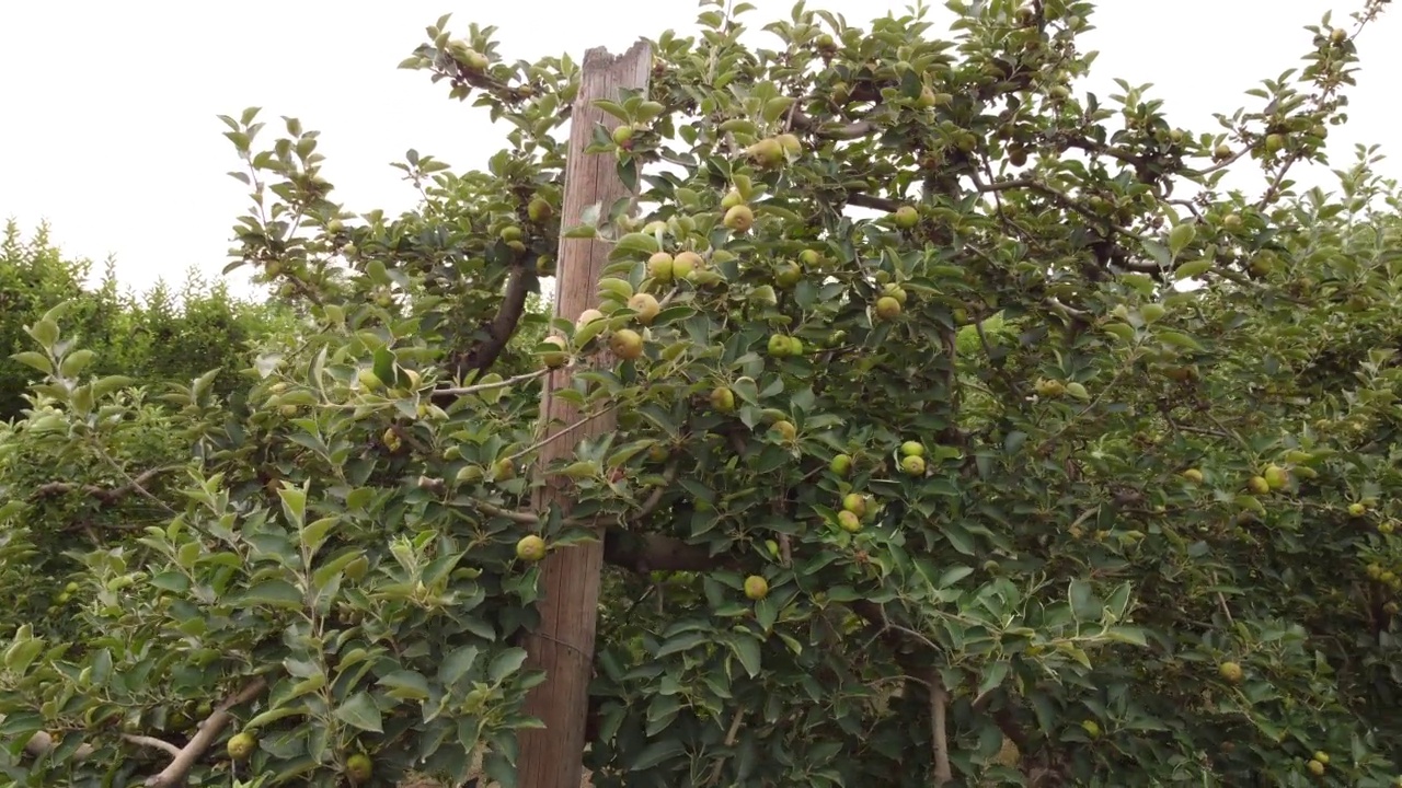 苹果果树农业种植园视频素材