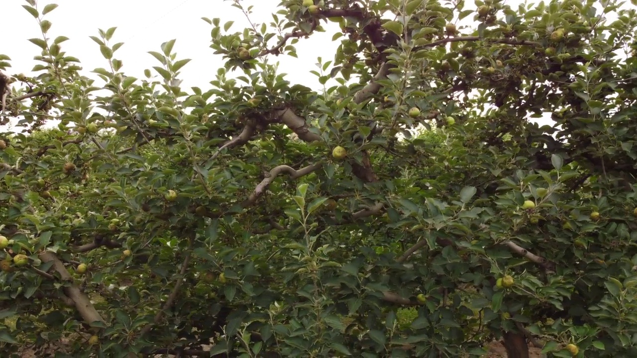 苹果果树农业种植园视频素材