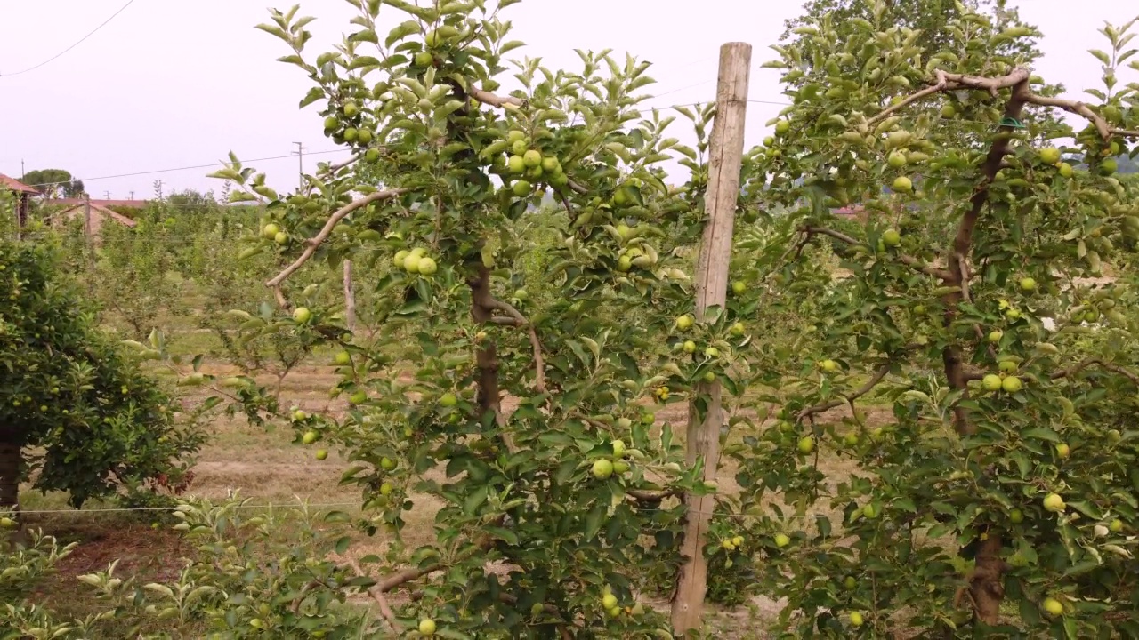 苹果果树农业种植园视频素材