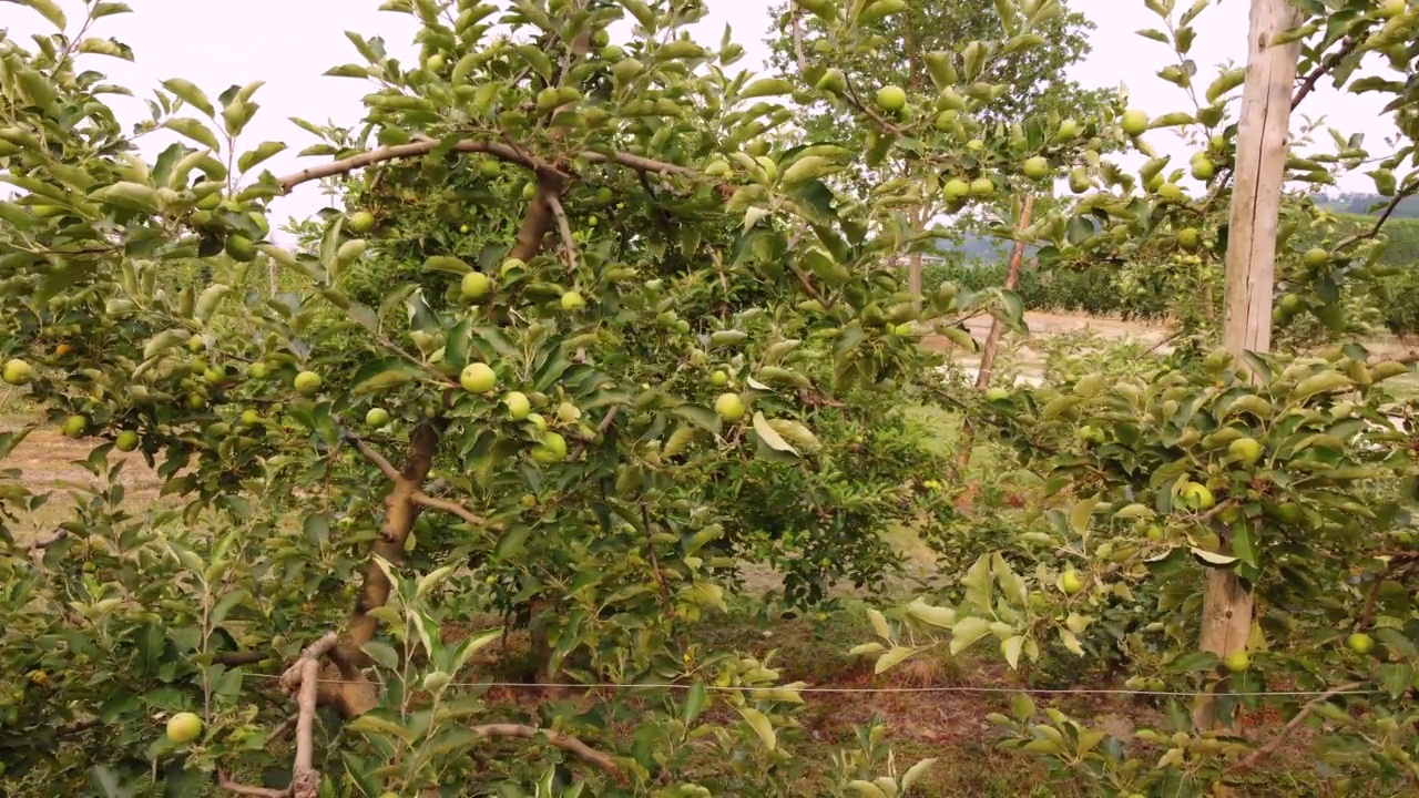 苹果果树农业种植园视频素材