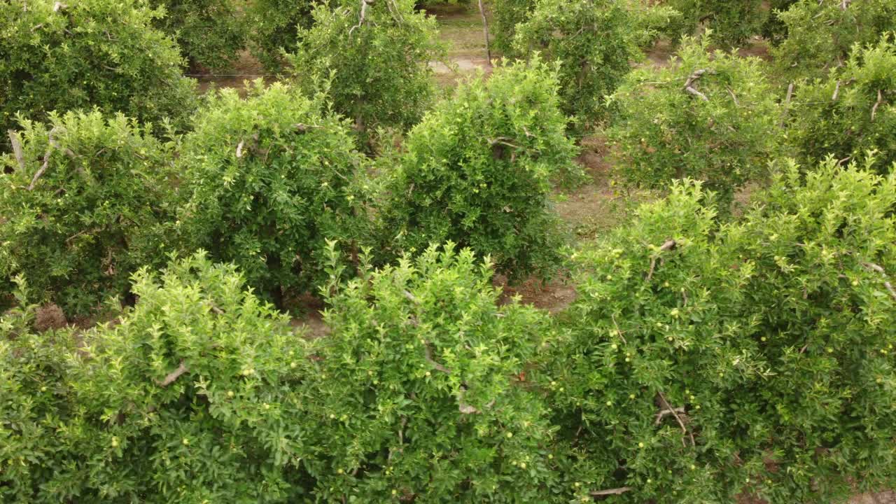 苹果果树农业种植园视频素材