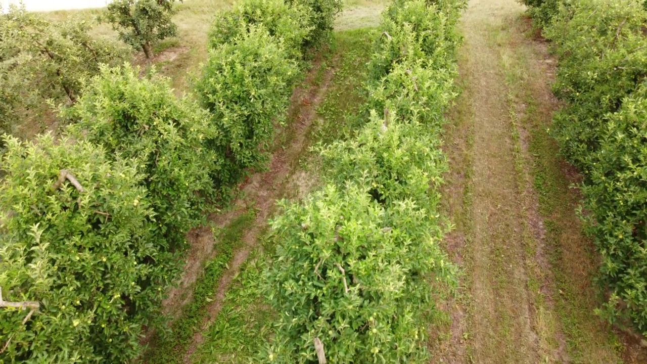 苹果果树农业种植园视频素材