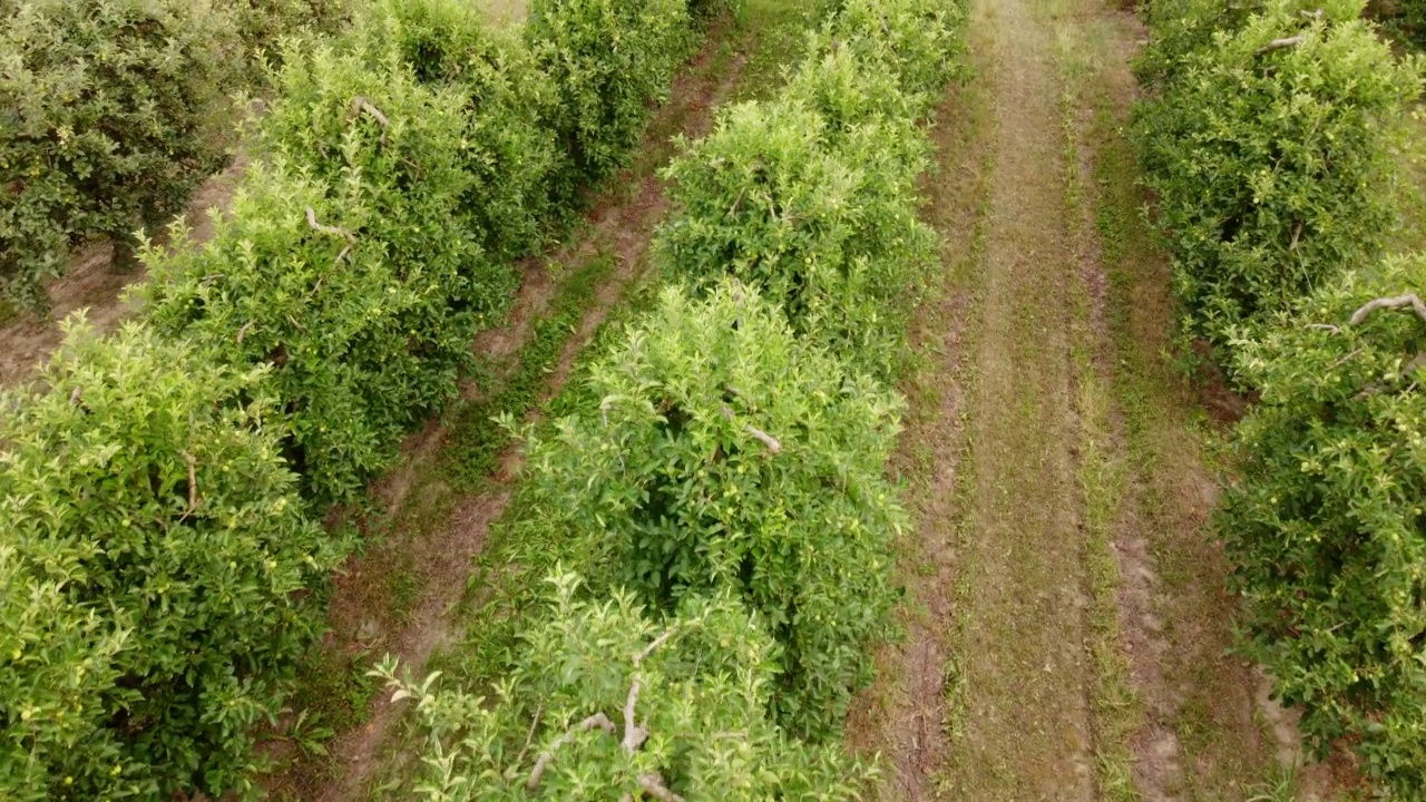 苹果果树农业种植园视频素材