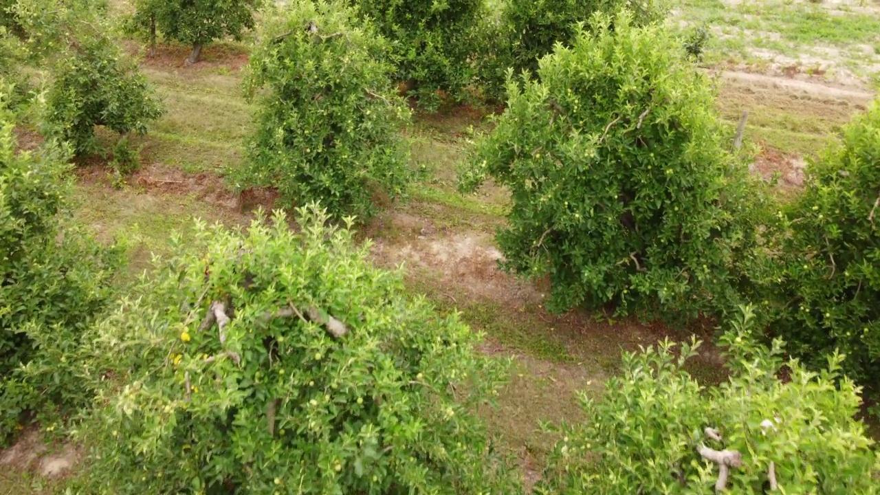 苹果果树农业种植园视频素材