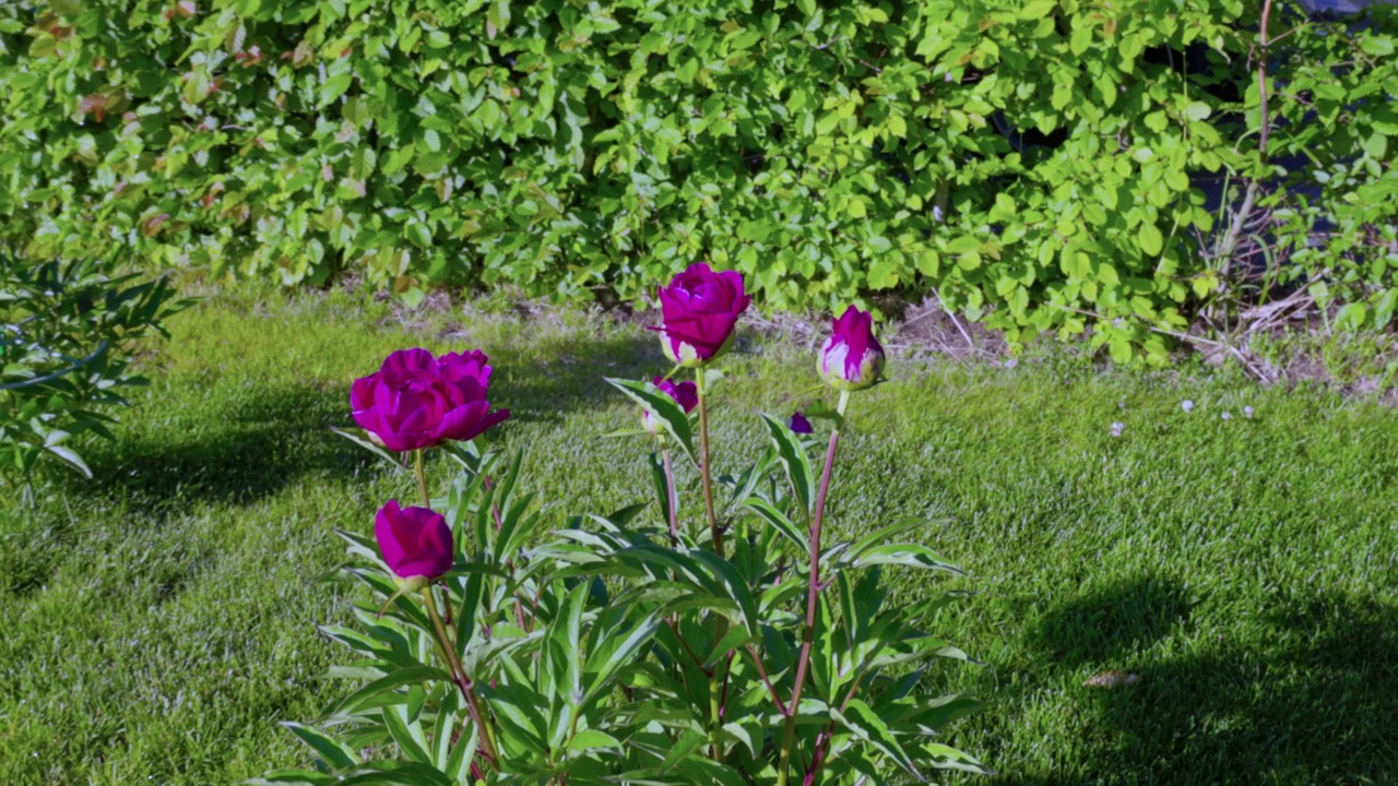 特写的花园与粉红色的牡丹花。视频素材