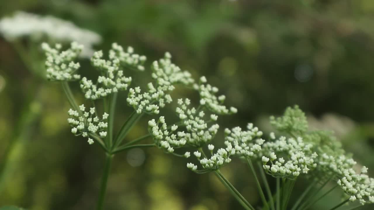 小小的白色草甸花合上了视频素材