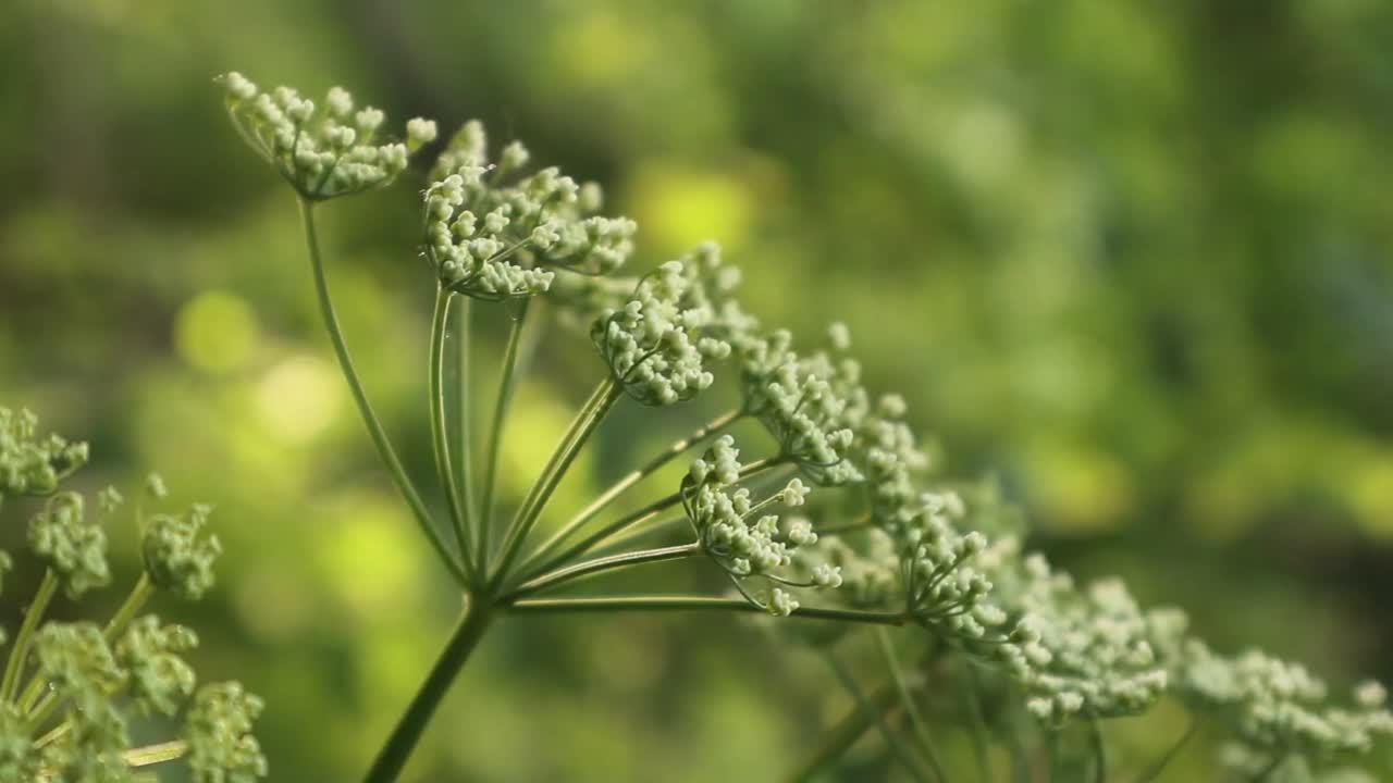 小小的白色草甸花合上了视频素材