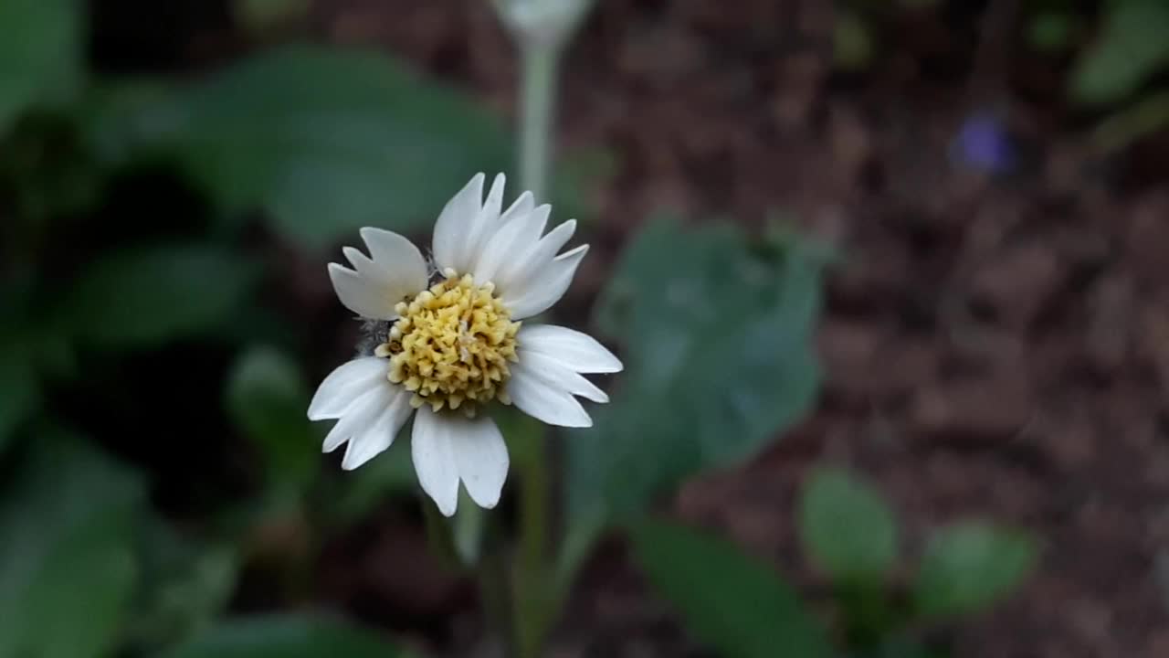 弗洛拉，花，在你的生活区周围视频素材