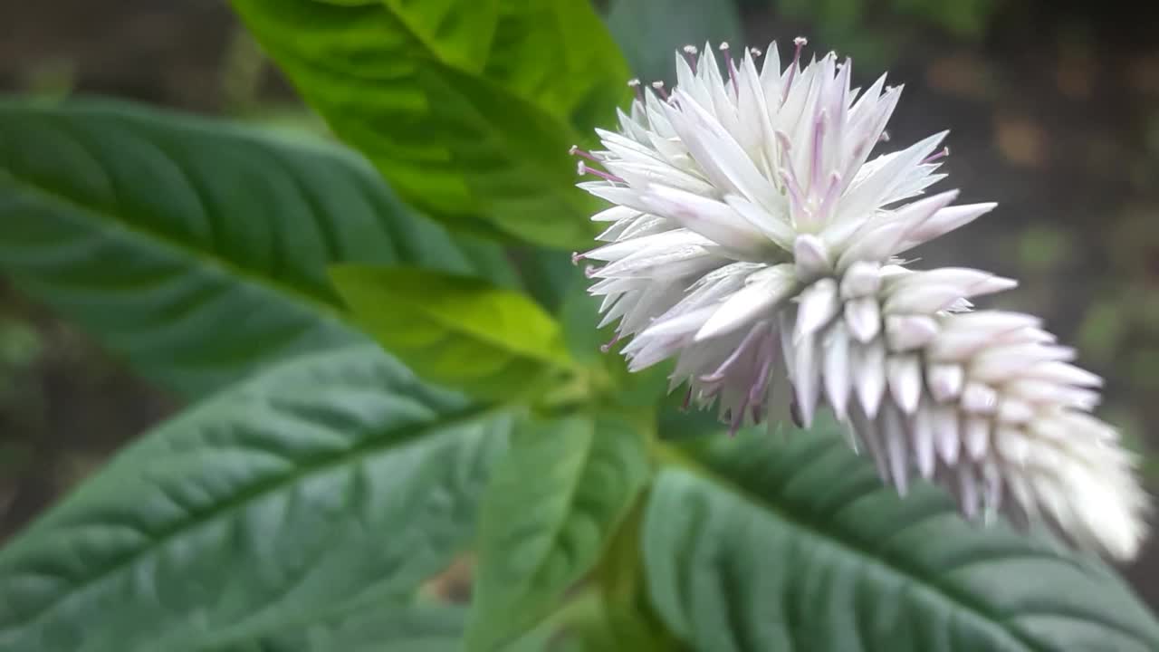 弗洛拉，花，在你的生活区周围视频素材