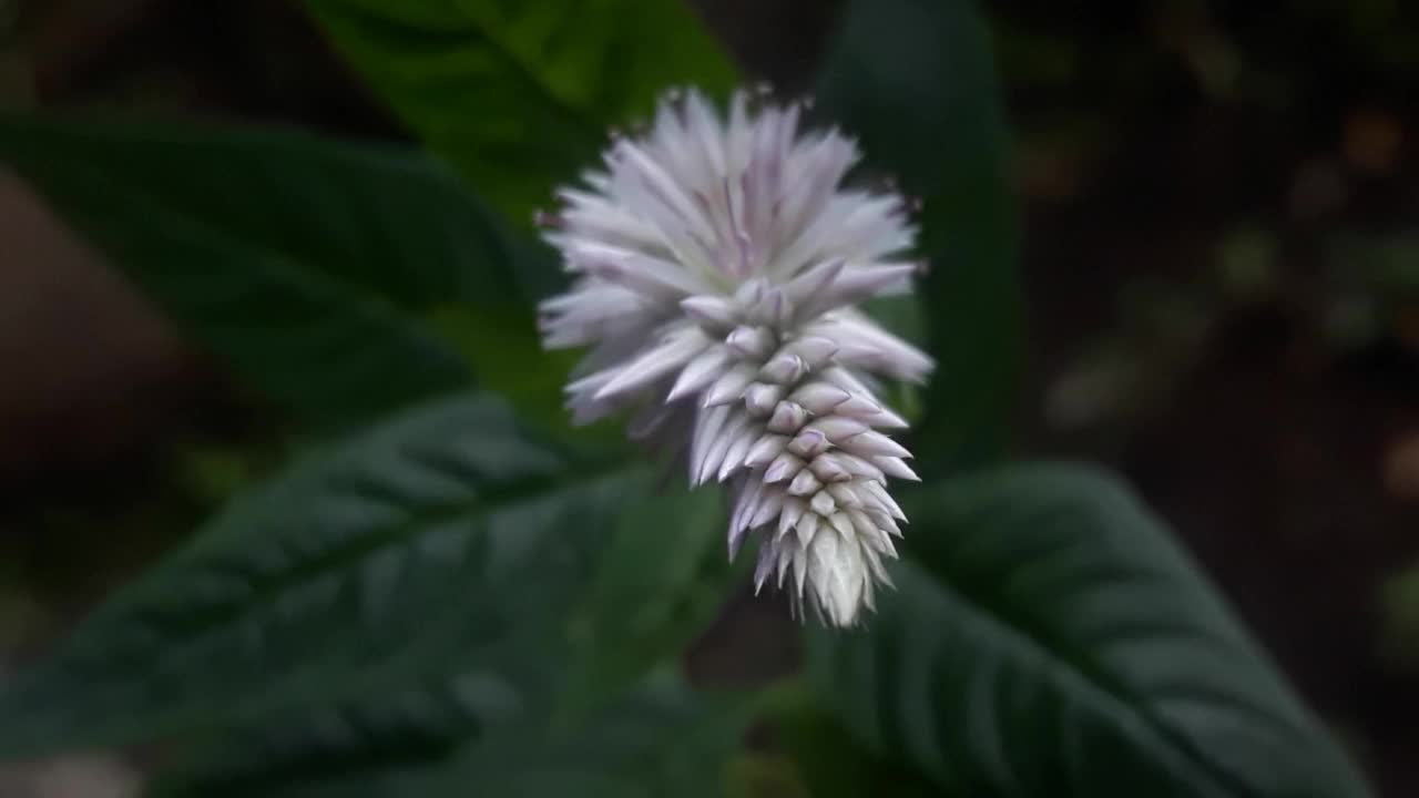 弗洛拉，花，在你的生活区周围视频下载