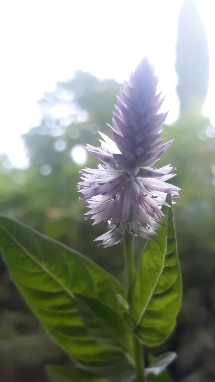 弗洛拉，花，在你的生活区周围视频素材