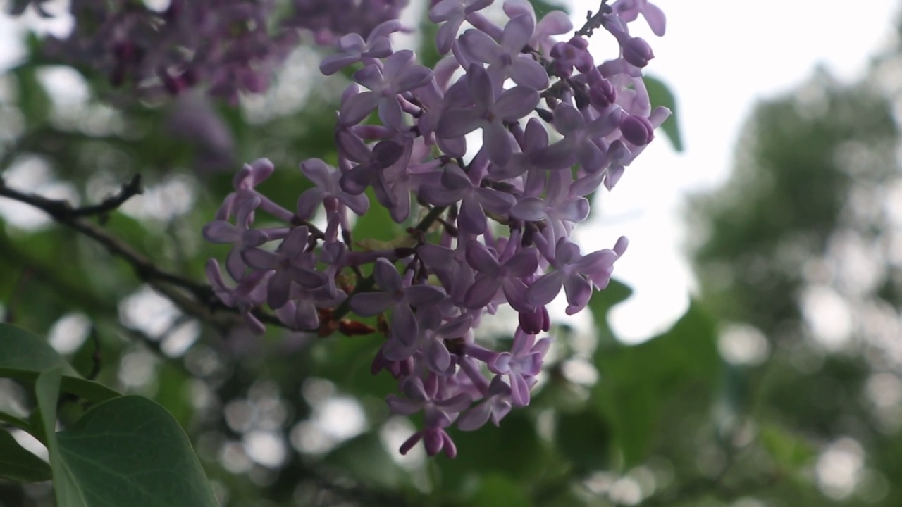 丁香花闭合视频素材