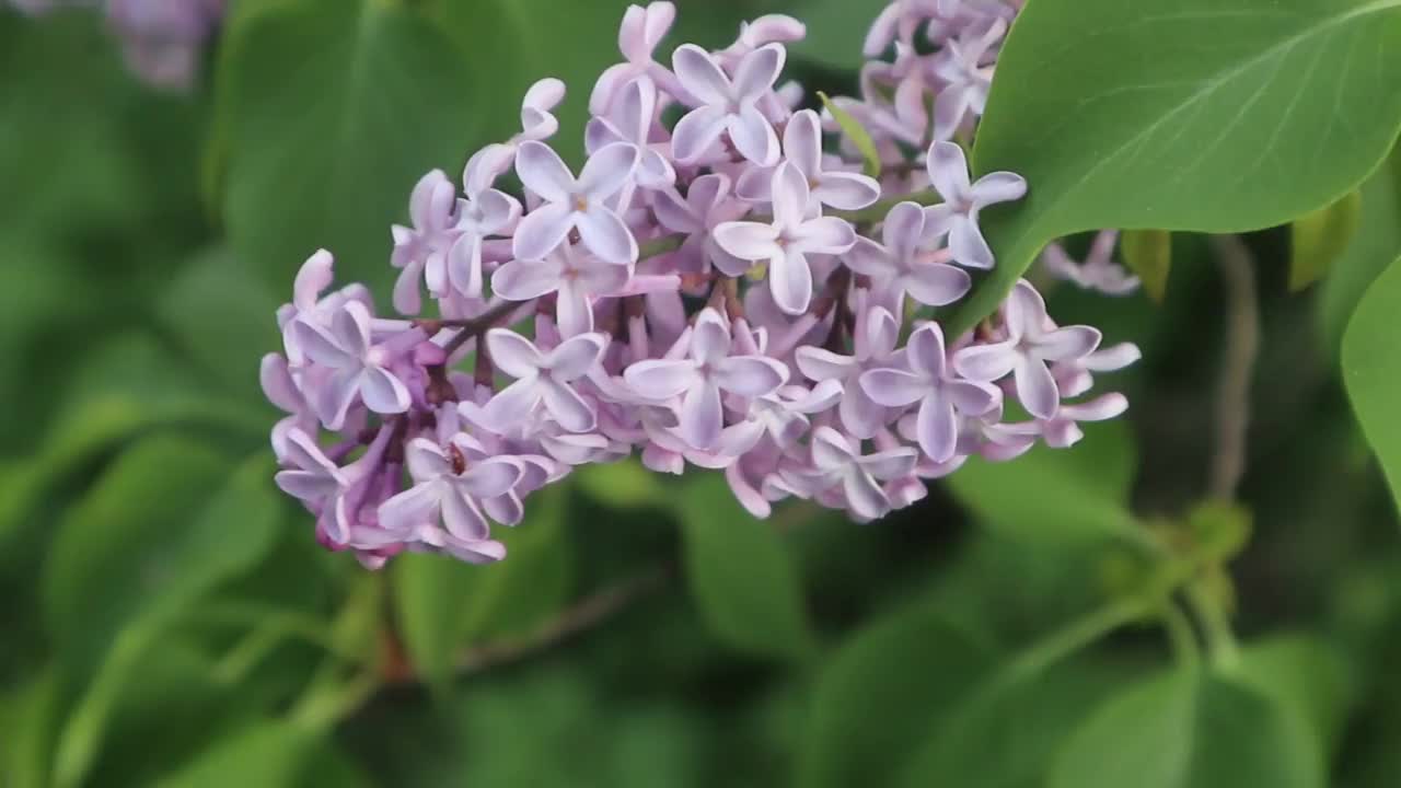 丁香花闭合视频素材