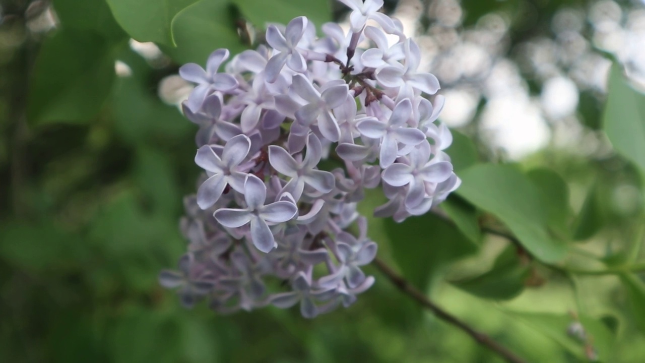 丁香花闭合视频素材