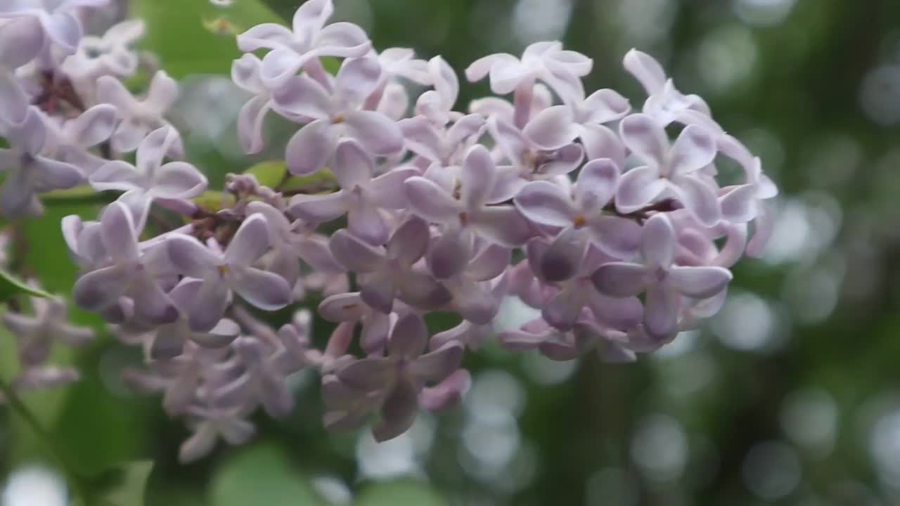 丁香花闭合视频素材