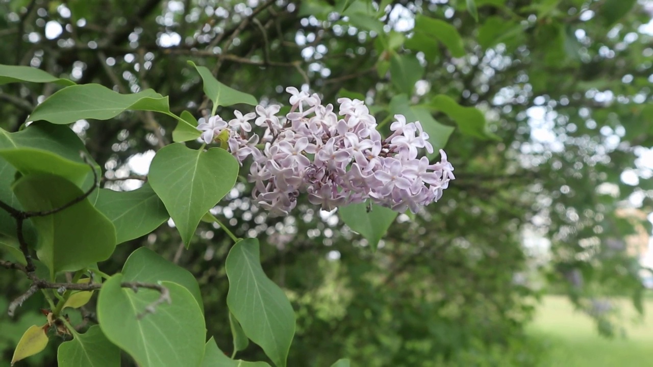 丁香花闭合视频素材