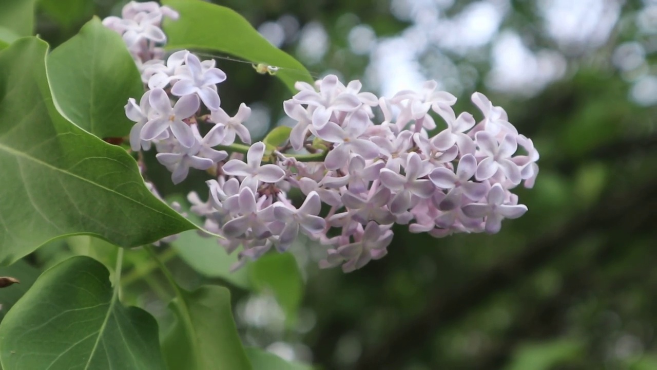 丁香花闭合视频素材