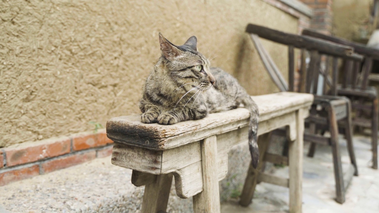 在旧木椅上休息的虎斑猫视频素材