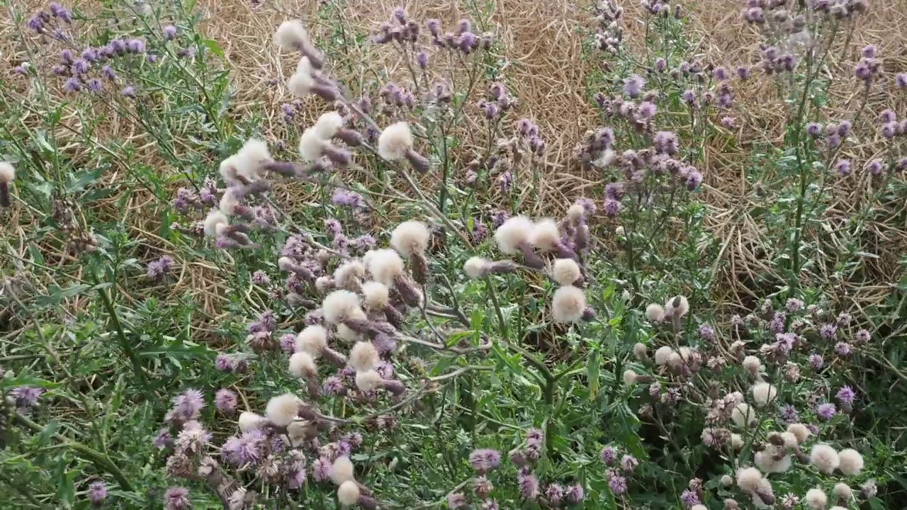 天牛是菊科多年生开花植物。视频素材