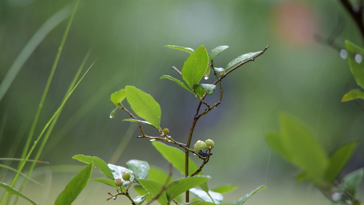 夏雨落在绿色的灌木树枝上，绿色的叶子和彩色的浆果。近景长焦拍摄，实时拍摄，没有人，景深浅，散景视频素材