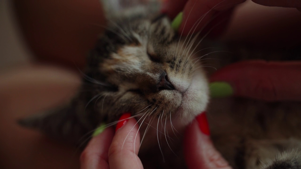 玩耍和抚摸小猫视频素材