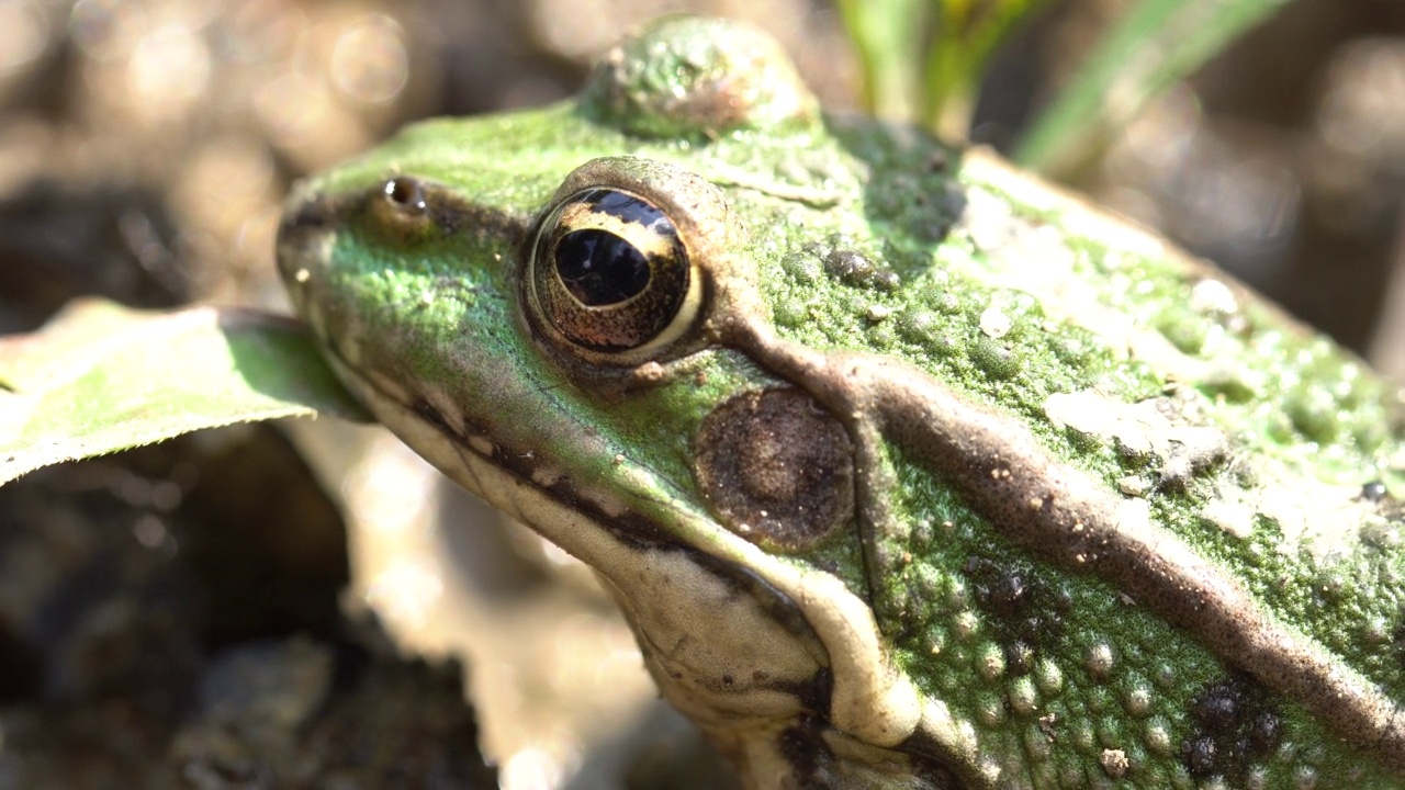 佩雷斯的青蛙肖像——伊比利亚水蛙、伊比利亚绿蛙或科鲁纳蛙(Pelophylax perezi)视频素材