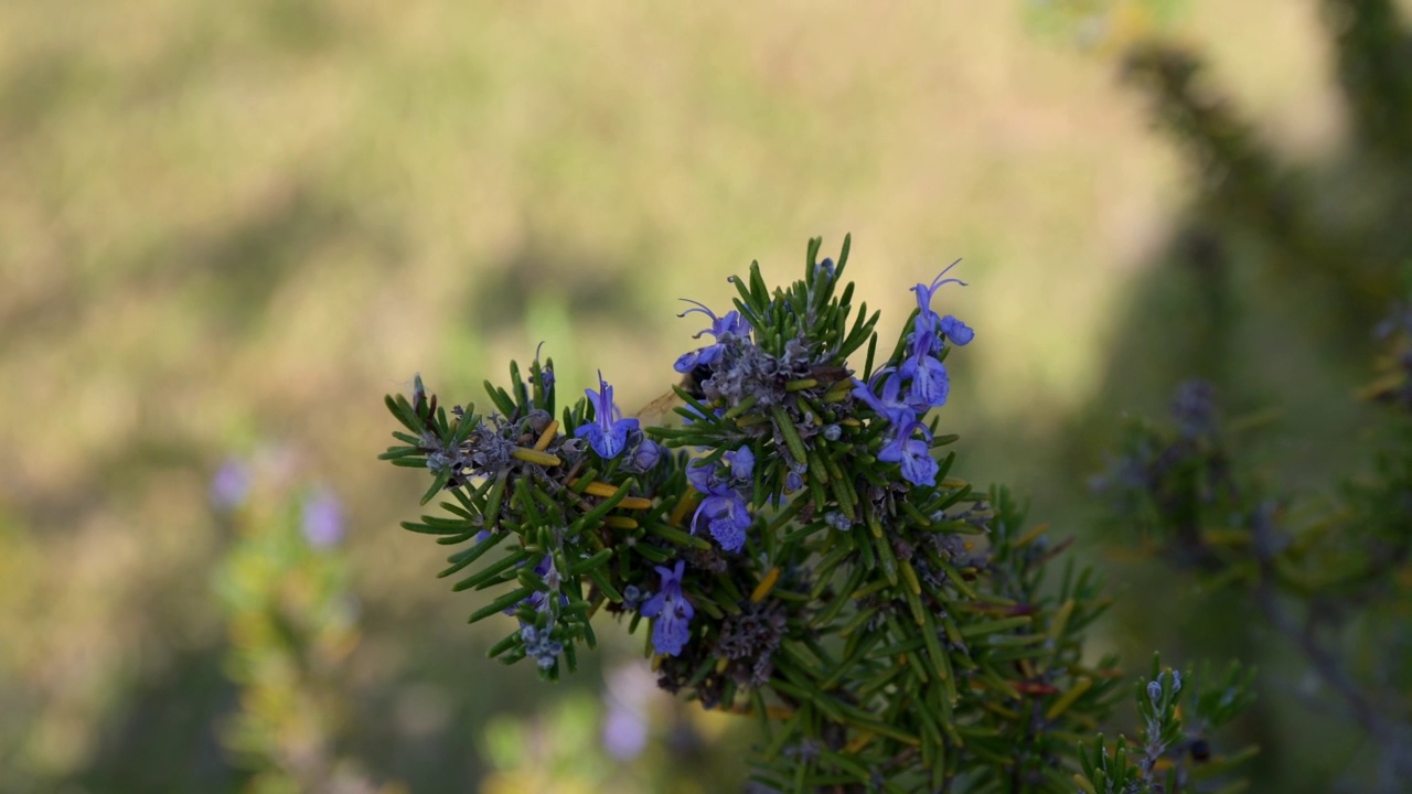 蜜蜂使薰衣草植物授粉视频下载