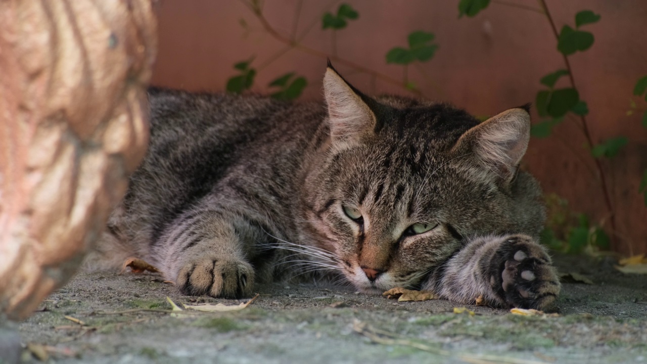 条纹猫睡在长椅下。疲惫的虎斑猫在街上休息。大条纹无家可归的猫躺着睡觉放松户外特写慢动作的肖像视频素材