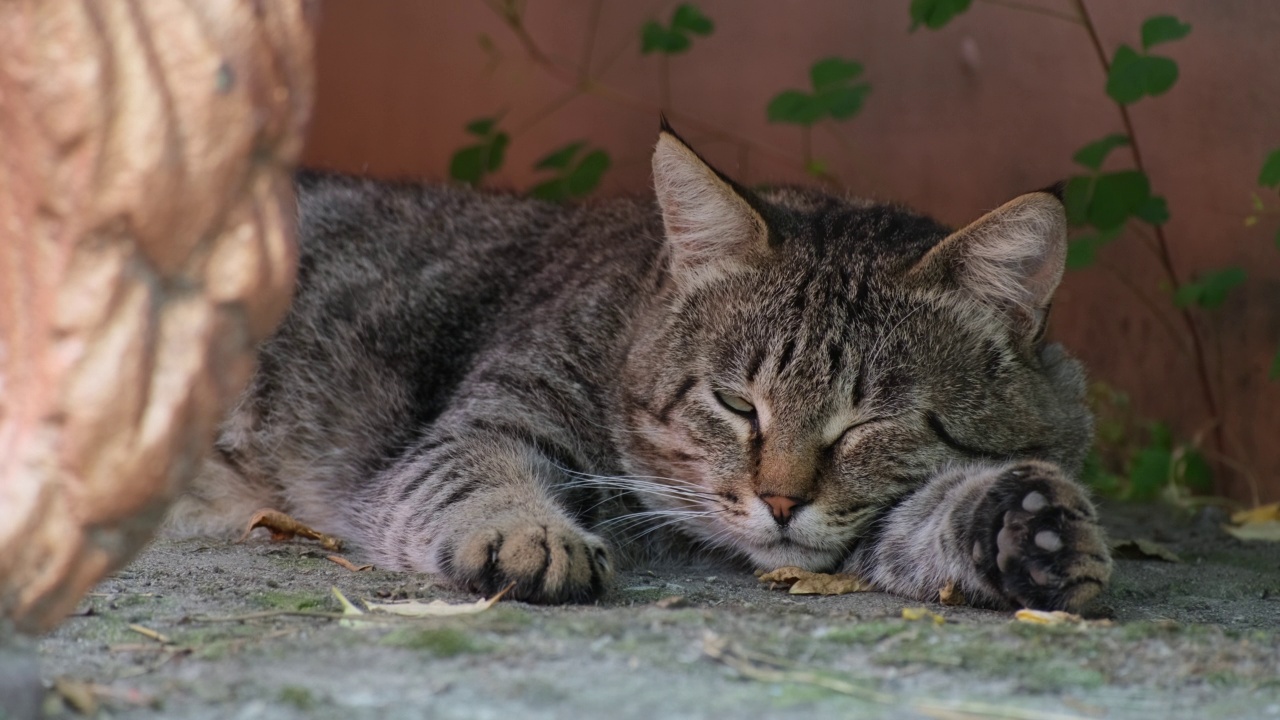 条纹猫睡在长椅下。疲惫的虎斑猫在街上休息。大条纹无家可归的猫躺着睡觉放松户外特写慢动作的肖像视频素材