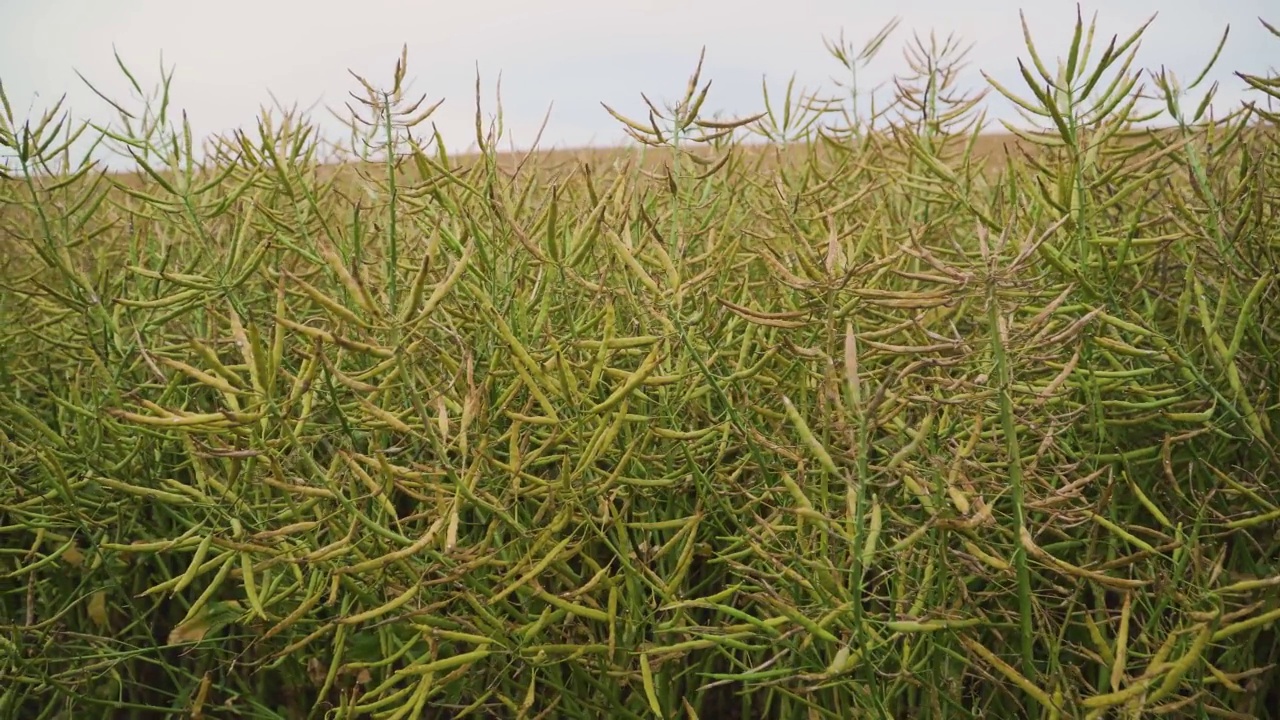 油菜籽田中未成熟的青油菜籽荚视频素材