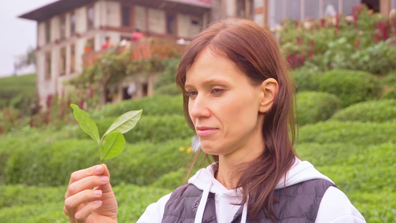 妇女检查茶田，并选择最好的茶叶通过检查茶叶视频素材